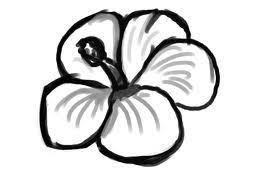Pin By Morgan Woodgate On Show Easy Flower Drawings Simple Flower Drawing Easy Drawings