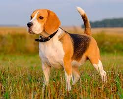 beagle dog breeds purina australia