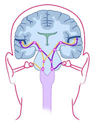Pin On Eds Pots Fibro And Pain Relief