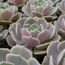 4 echeveria 'compton carousel' for sale $45. Nice Unusual And Rare Echeveria Cuttings For Sale Sunnyplants Com