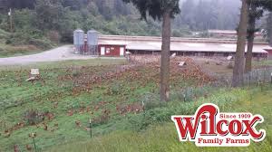We're here to make sure the whole family is taken care of! Home Wilcox Farms