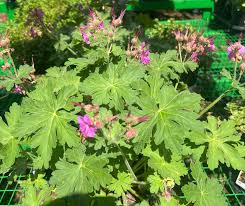 Image result for Geranium vagans