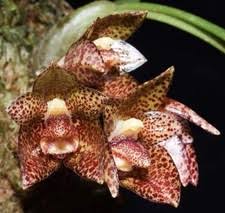 Image result for Bulbophyllum schinzianum