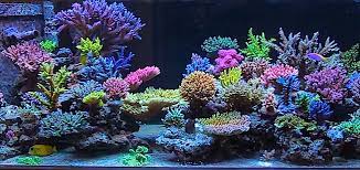 Getting Your Corals To Grow Has Never Been Easier Check Out This Latest Break Through In Led Lights Reef Tank Reef Aquarium Saltwater Fish Tanks