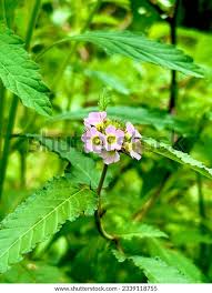 Image result for Melochia corchorifolia