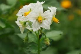 Image result for Solanum tuberosum
