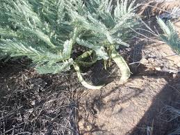 Image result for Elephantorrhiza elephantina