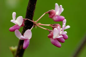 The fruit of the black ash tree is of the samara variety, meaning it is a winged pod. Eastern Redbud Spring S Early Pleasing Pastel Of Magenta Pink