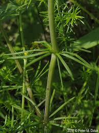 Image result for Galium verum