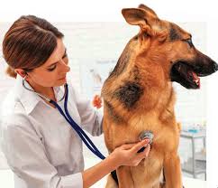 The very moment you suspect that your dog has a heartworm issue, drop what you're doing and schedule an appointment with your vet as soon as you can. Heartworm Prevention Clients Can T Comply If They Don T Know That They Should