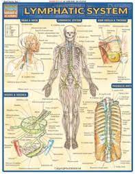 Der aufbau und die körperfunktion des lymph systems. Pin On Body Foot Massager Combo