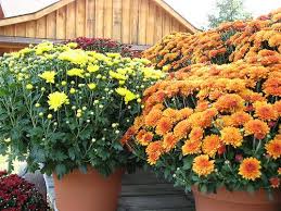 To grow the flower, there are some easy guides to help you: With Love And Cheerfulness A Chrysanthemum The November Birth Flower Avas Flowers