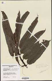 Image result for Pellaea boivinii