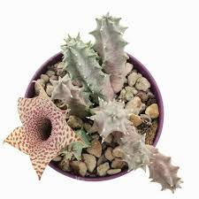 Image result for Huernia hislopii