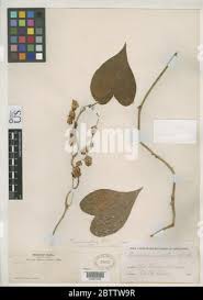 Image result for Sericorema remotiflora