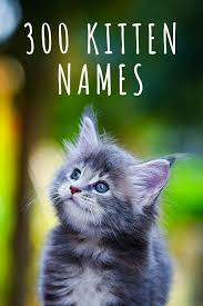 Kitten Names Cute And Unique Ideas For Naming Your Girl Or Boy Cat Cute Cat Names Girl Cat Names Kitten Names Unique