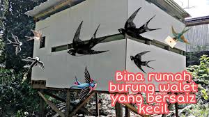 Free download rumah walet kos rendah mp3. Burungwalet Sabah Bina Rumah Burung Walet Yang Bersaiz Kecil Dengan Bajet Rendah Youtube
