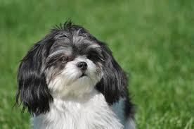Hours may change under current circumstances Tlc Pet Grooming Prices Peepsburgh