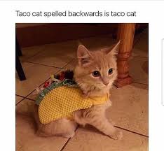 32 funny quotes to make a joyful day. Best Funny Quotes 27 Taco Memes For Taco Tuesday Or Any Flickr