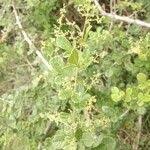 Image result for Searsia pyroides