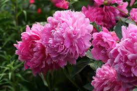 Under less favorable conditions, root rot occurs. Peonies How To Grow Care For This Classic Perennial Gardener S Path