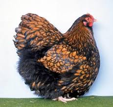 Maybe you would like to learn more about one of these? Huhnerrassen Fur Anfanger 10 Robusten Rassen Verzeihen Anfangerfehler