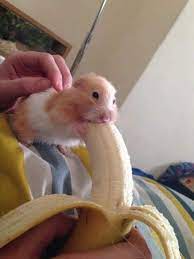 Hamster Mouse Eating Big Banana Meme Keep Meme