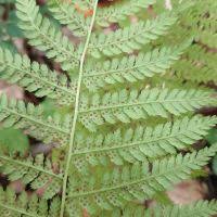 Image result for Athyrium lewalleanum