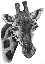Tall Blonde Pencil Sketches Of Animals Pencil Drawings Of Animals Animal Drawings