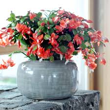 Schlumbergera Der Weihnachtskaktus Weihnachtskaktus Winterharte Kakteen Pflanzen