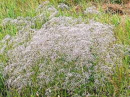 When it dies, it becomes very brittle, and a breeze can break the dead plant from its roots, and the plant's upper parts tumble away across the landscape (dropping seeds as it goes). Tumbleweed What Is This Plant Nature 2021