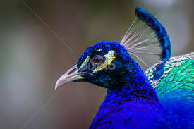 Select from 35655 printable crafts of cartoons, nature, animals, bible and many more. Peacock Birds Animals Pixoto