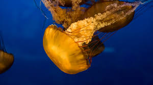 .the vancouver aquarium also has several jellyfish exhibits including a spotted jelly display a moon jelly display and the popular sea nettle jellyfish display in the aquarium entrance. Vancouver Aquarium Jellyfish Choong Jin Ng Flickr