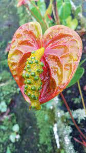 Anthurium Seeds Gardening Garden Diy Home Flowers Roses Nature Landscaping Horticulture Anthurium Seeds Anthurium Seeds