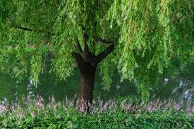 I'll step out from the shadows and. Beautiful Willow Tree And Flowers Near To A Lake Stock Photo Picture And Royalty Free Image Image 37742728