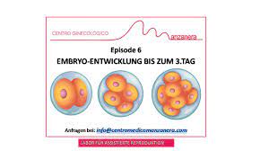 Väterlichen kernen entsprechen und führen zu einem sogenannten zygoten, der das erste embryonalstadium darstellt (tag 1 nach der befruchtung). Episode 6 Embryo Entwicklung Bis Zum 3 Tag Innerhalb Der Assistierten Reproduktion Ivf Centro Medico Manzanera
