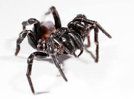 Funnel web spiders only live in the tropics. Sydney Funnel Web Spiders Aggressive And Capable Of Inflicting A Painful Bite Owlcation