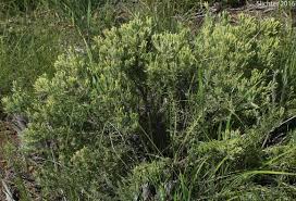 Image result for Laurembergia tetrandra