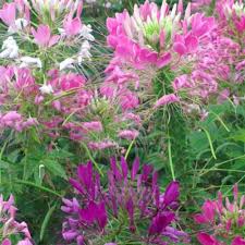Image result for Cleome