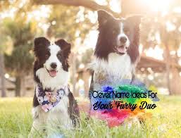 Whether your clever cat names will be ironic or realistic, they are great fun to find. Clever Name Ideas For Your Furry Duo Animal Amino Amino