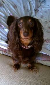 Female Black And Brown Dachshund From Craigslist Lost Long Haired Chocolate And Tan Dachshund Female 5 Yrs Old On Feb 1 St On Saluda Dam Rd Dachshund Chocolate Dachshund Long Haired Dachshund