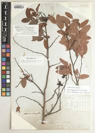 Image result for Uvariastrum germainii
