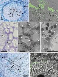 Image result for Rhizobium radiobacter, syn. Agrobacterium tumefaciens