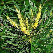 Follow these guidelines on how to plant a shrub. Soft Caress Mahonia 3 Gallon Container Lots Of Plants