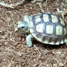 Image result for Grewia sulcata