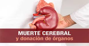 De ellos, 44 (8,7%) evolucionaron a muerte encefalica. Muerte Cerebral Y Donacion De Organos