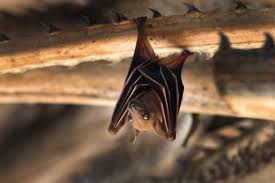 Most bats feed on insects, some on vegetation so no risk of transmission there but vampire bats feed on blood so their risk is high. If A Bat Were To Bite You In Your Sleep You D Probably Never Know Nature And Wildlife Discovery
