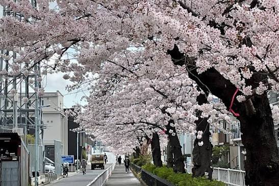 呑川本流緑道 -桜-（目黒区） - My Vacation ～大人の遠足～
