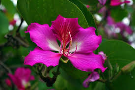 Image result for Bauhinia purpurea