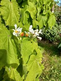 Image result for Sparrmannia